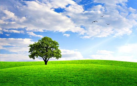 Đẹp ngỡ ngàng bộ sưu tập hình nền “mùa xuân”