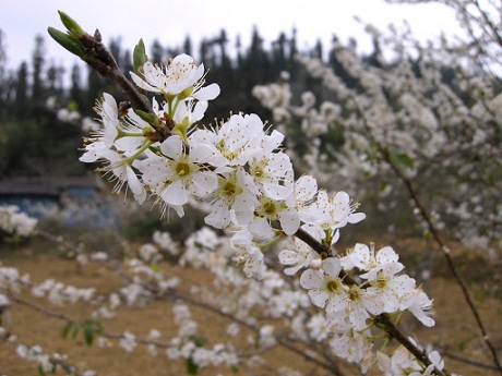 Hoa mận miền Tây Bắc.