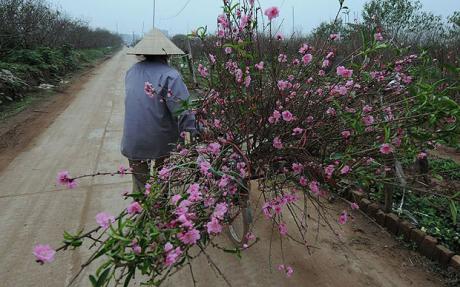 Hoa Tết Việt Nam trong mắt báo chí quốc tế